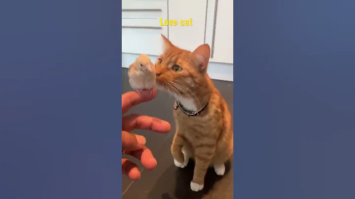 A cat eats bird - DayDayNews