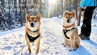 Shiba Inus are excited to see fresh snow after a long time. [4K] Johnston Canyon Trail in Banff NP.
