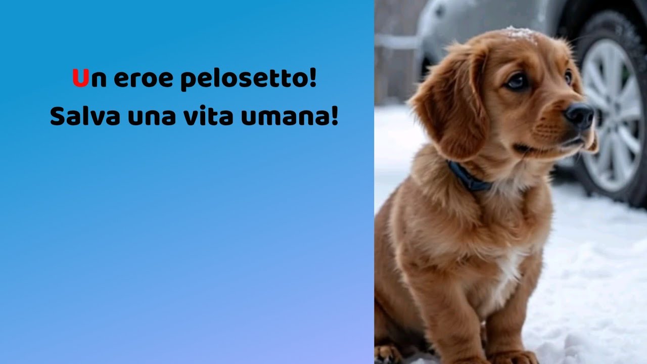 La commovente storia del cane eroe che salva la vita di un uomo in ...