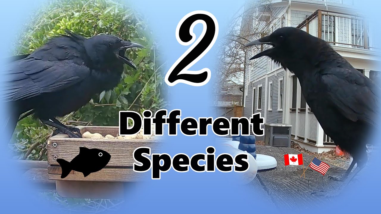 The TWO Crow Species in American Backyards