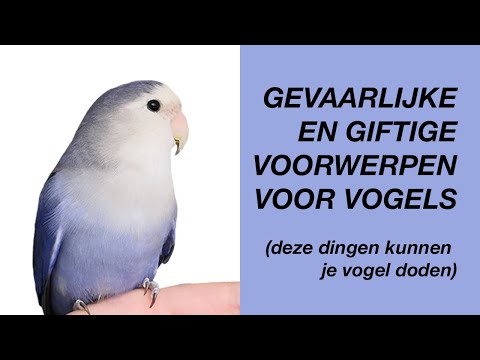 Video: Hoe het tijdperk van een gekko te vertellen