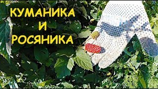 ОСОБЕННОСТИ ВЫРАЩИВАНИЯ ЕЖЕВИКИ // КУМАНИКА И РОСЯНИКА // УРОЖАЙНОСТЬ