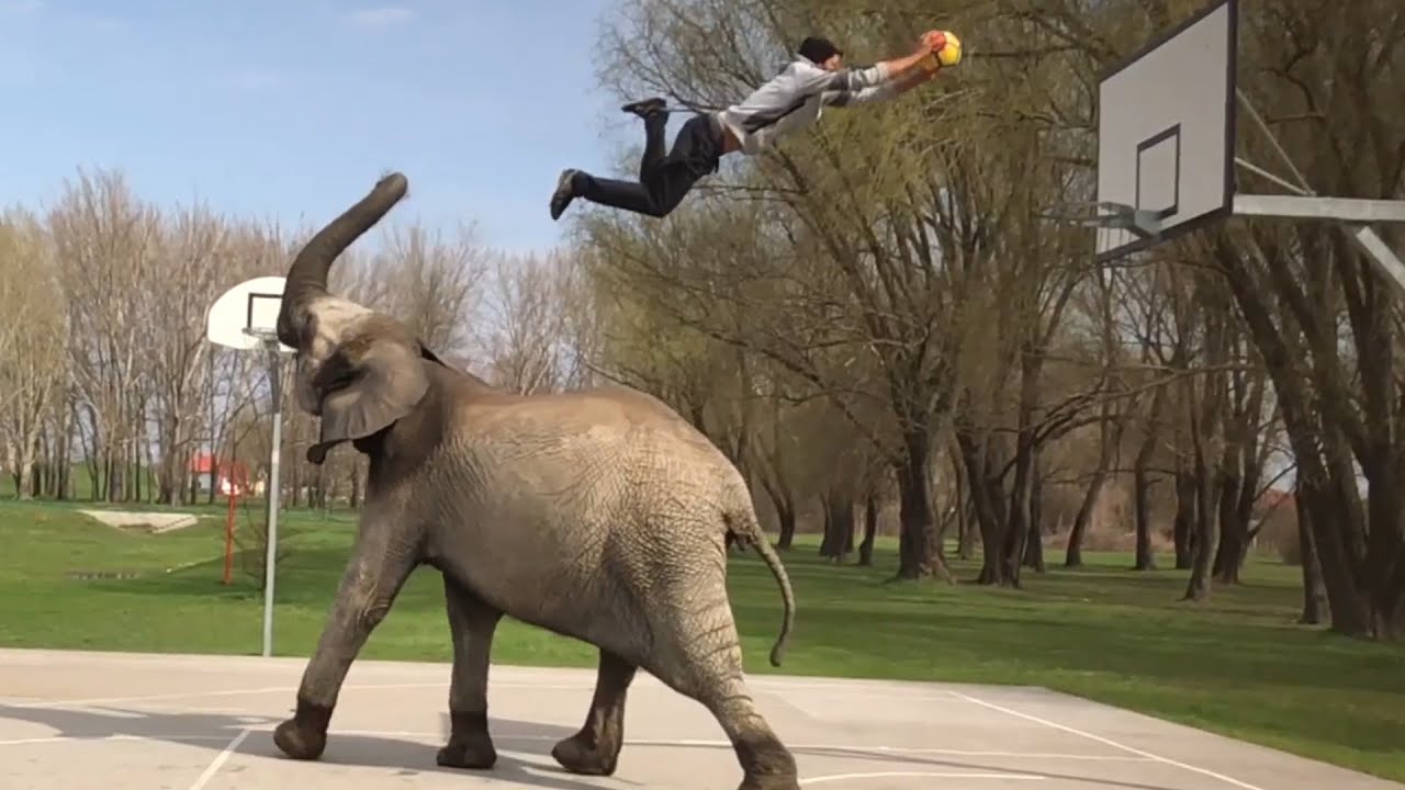 Amazing Elephant Helps Man With Basketball Dunk | People Are Awesome