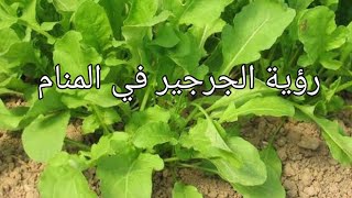 رؤية الجرجير فى المنام