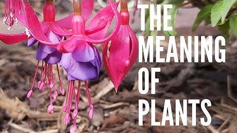 Fuchsias - The Meaning of Plants