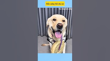 miễn cưỡng thôi nha sen # vui cùng cún cưng