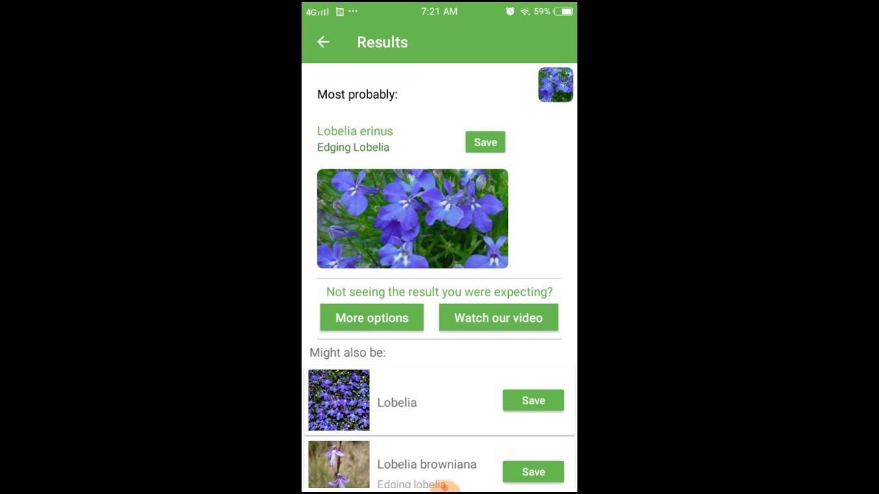 PlantSnap identifies a Edging Lobelia (Lobelia erinus)
