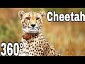 Cheetah In VR 360° Video