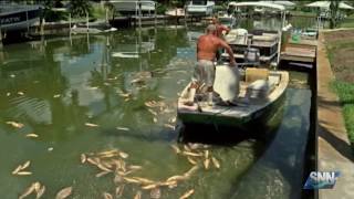 SNN: Manatee count on Suncoast better this week