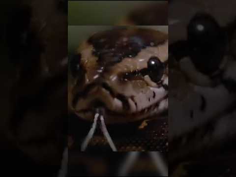 Stronger Than It Looks⚡🐍#pythonsnake#largestsnake#dangerousanimals#youtubeshorts#shortsfeed