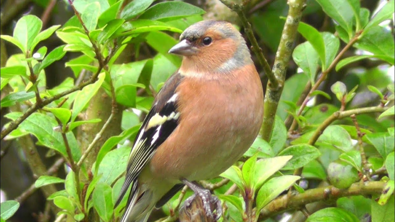 Male Chaffinch on Display - Wildlife in Cornwall - Pinson des Arbres