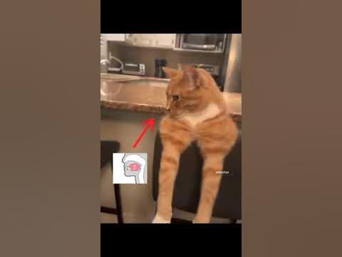 Мьюнинг - YouTube