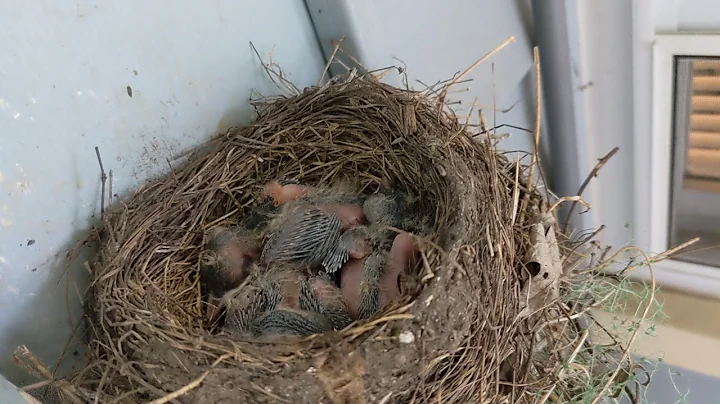 Baby Birds (Robins)