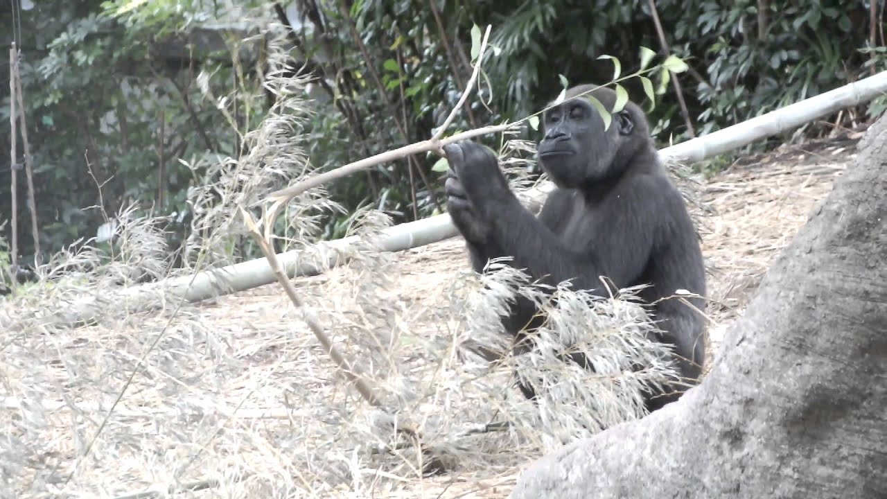 kawaii emoticons Gorilla kid folding branches (four years).枝を折るゴリラの子供（四歳）。