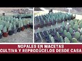 COSECHAR NOPAL EN CASA ES POSIBLE