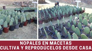 COMO COSECHAR NOPAL DESDE CASA