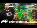 As tartarugas de Kevin Smith têm um novo lar! | Com água até o pescoço | Animal Planet Brasil