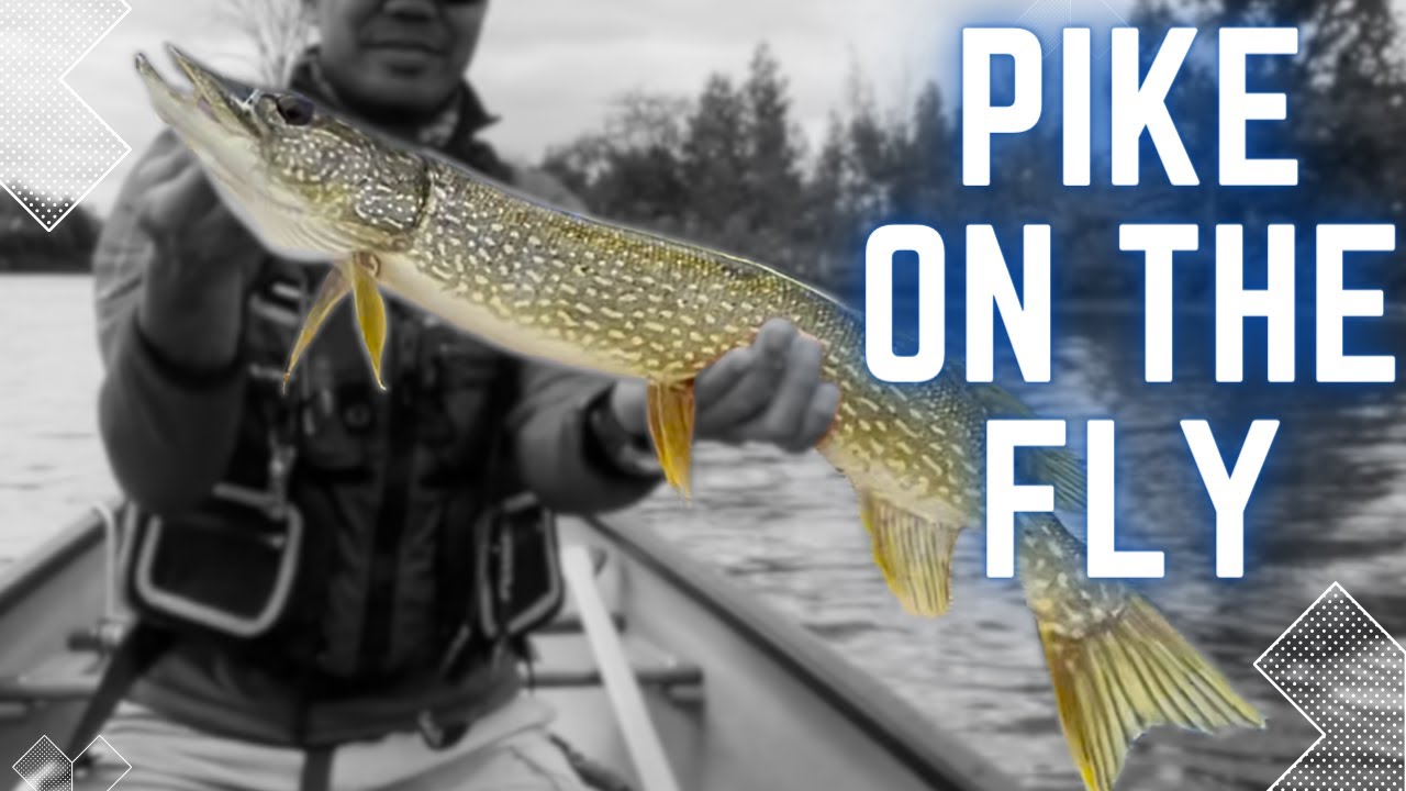 Fly Fishing For Pike In A Canoe 