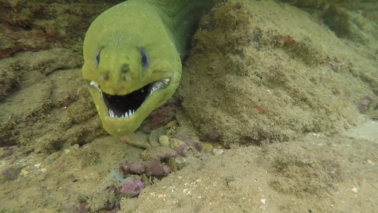 Sixth Trinidad Sea Scouts and the green monster of the deep