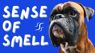 10 Fun Facts About a Dog's Sense of Smell by Paw Venue 116 views 1 year ago 8 minutes, 39 seconds