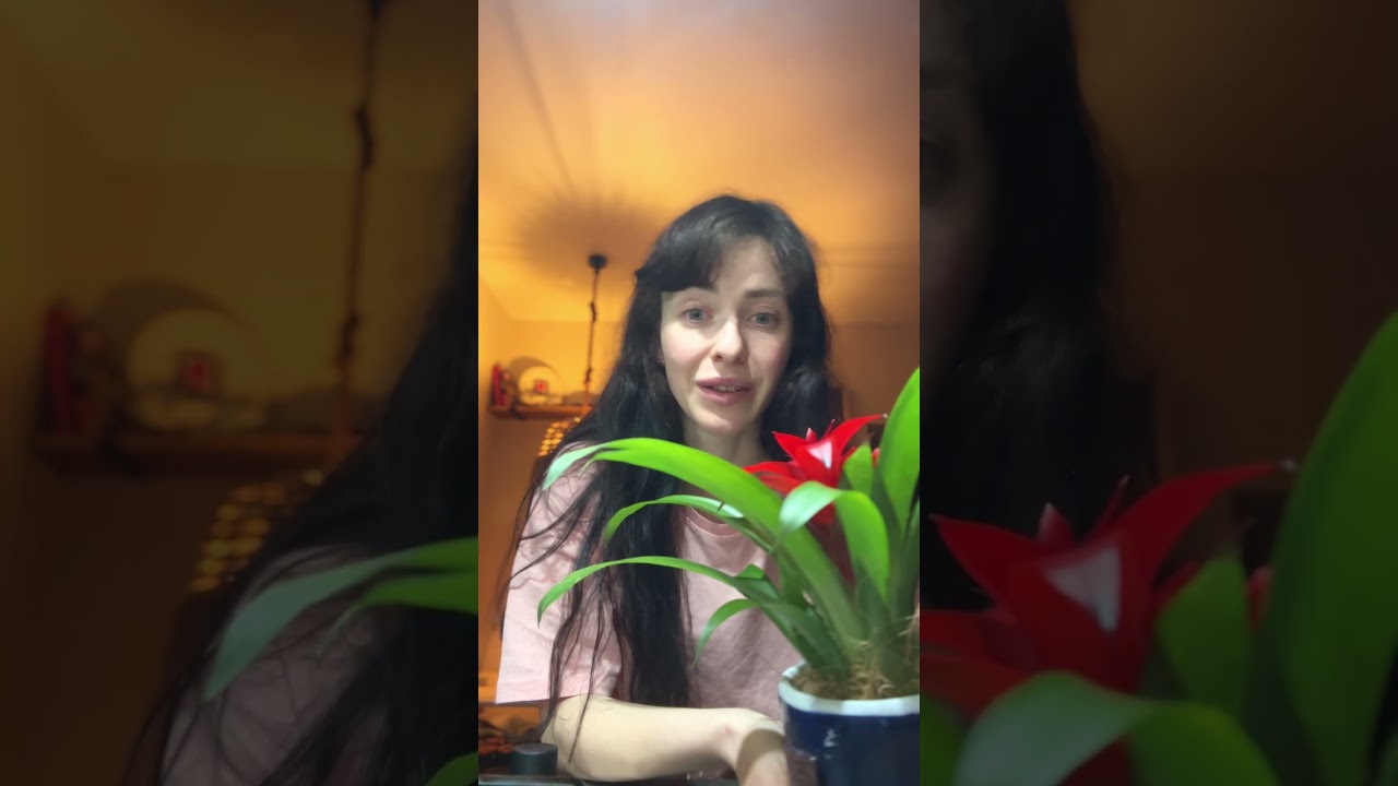 Ексклюзивна колаборація: гузманія @blind_ravenua