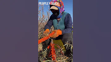 Farmers pick sea buckthorns, a kind of shrub whose fruit is rich in vitamin C, in northwest China.