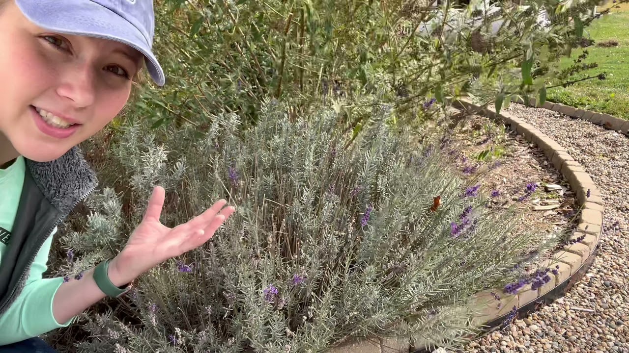 Unearth Horticulture - Pruning Lavender
