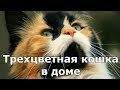 ПРИМЕТЫ ПРО КОШЕК. Трехцветная кошка в доме.