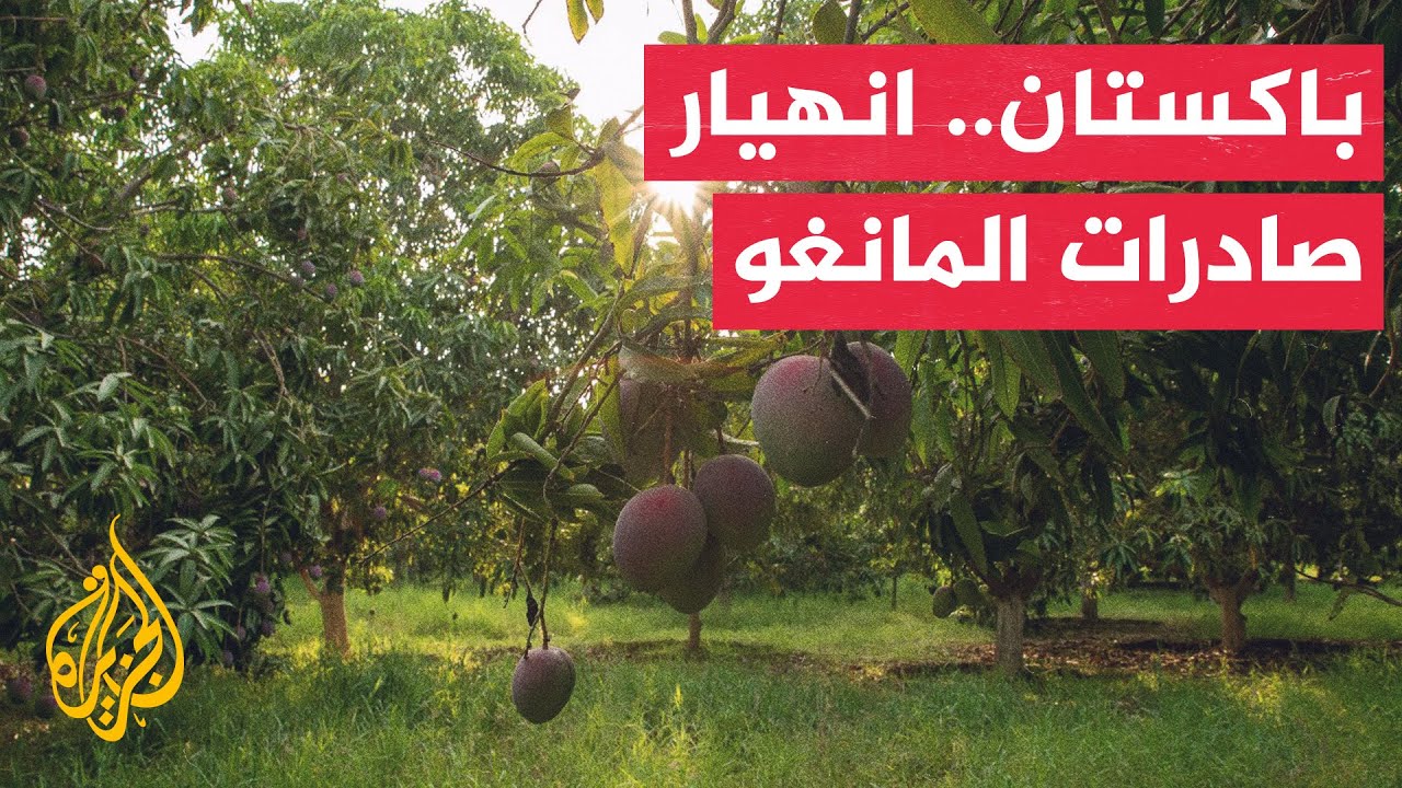 ������ ������ ������ ������� ����������� ����� 30% ����� ����� ���� ����
 - نشر قبل 33 دقيقة