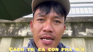 Hướng dẫn cách trị cá con phá mồi hiệu quả 100%