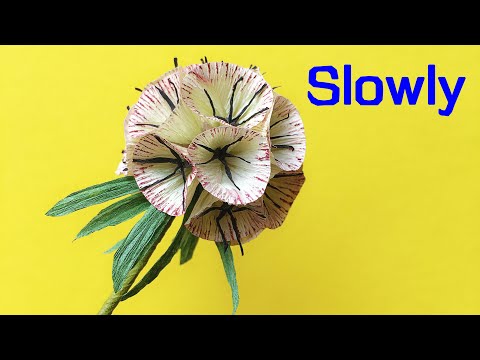 Video: Bunga Jagung Scabiosa