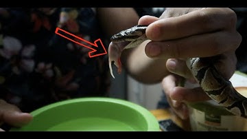 Assist Feeding My Ball Python ( WARNING GRAPHIC! )