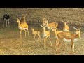 Free Range Deer Farming Biggest Deer Breeding Farm @HSN Entertainment