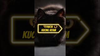7 Fakta Menarik Seputar Kucing Hitam Membawa Keberuntungan fakta kucinghitam