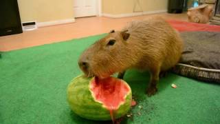 Capybara eating half a watermelon Full Video