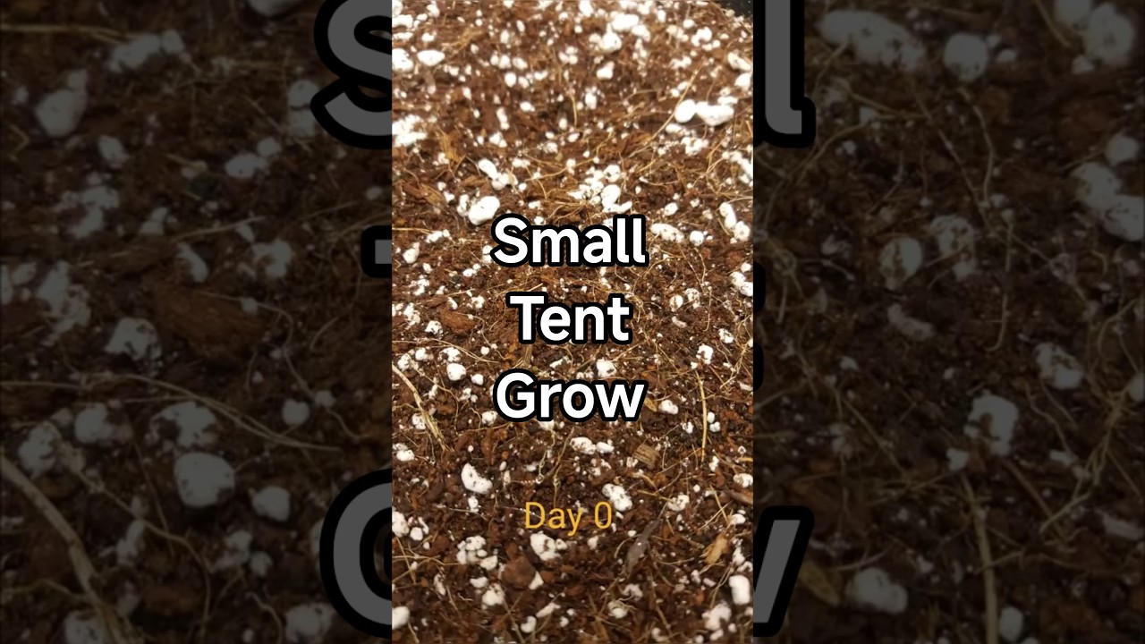 Small Tent Grow &ndash; Seed to Harvest Slide Show