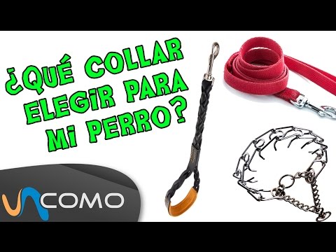 Video: Cómo elegir el collar perfecto para tu perro