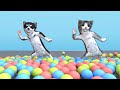Dancing cat and balls