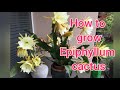 How to grow Epiphyllum cactus and Queen of the night