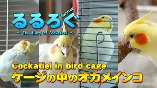 るるろぐ #18 ～ケージの中のオカメインコ～ / Cockatiel in bird cage