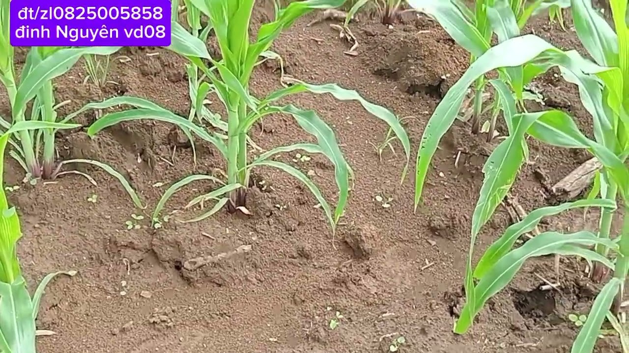 Cực rẻ luôn 13ha đất đỏ gần quốc lộ 14a xã iale giá lai đường đi rất thuận tiện giá 520tr/ha