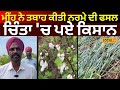 Talwandi Sabo News | ਮੀਂਹ ਨੇ ਤਬਾਹ ਕੀਤੀ ਨਰਮੇ ਦੀ ਫਸਲ, ਚਿੰਤਾ &#39;ਚ ਪਏ ਕਿਸਾਨ  | Crop Damage | #local18