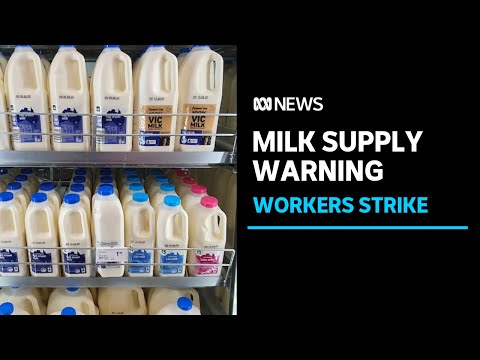 Striking dairy workers warn of milk shortages in Victoria | ABC News