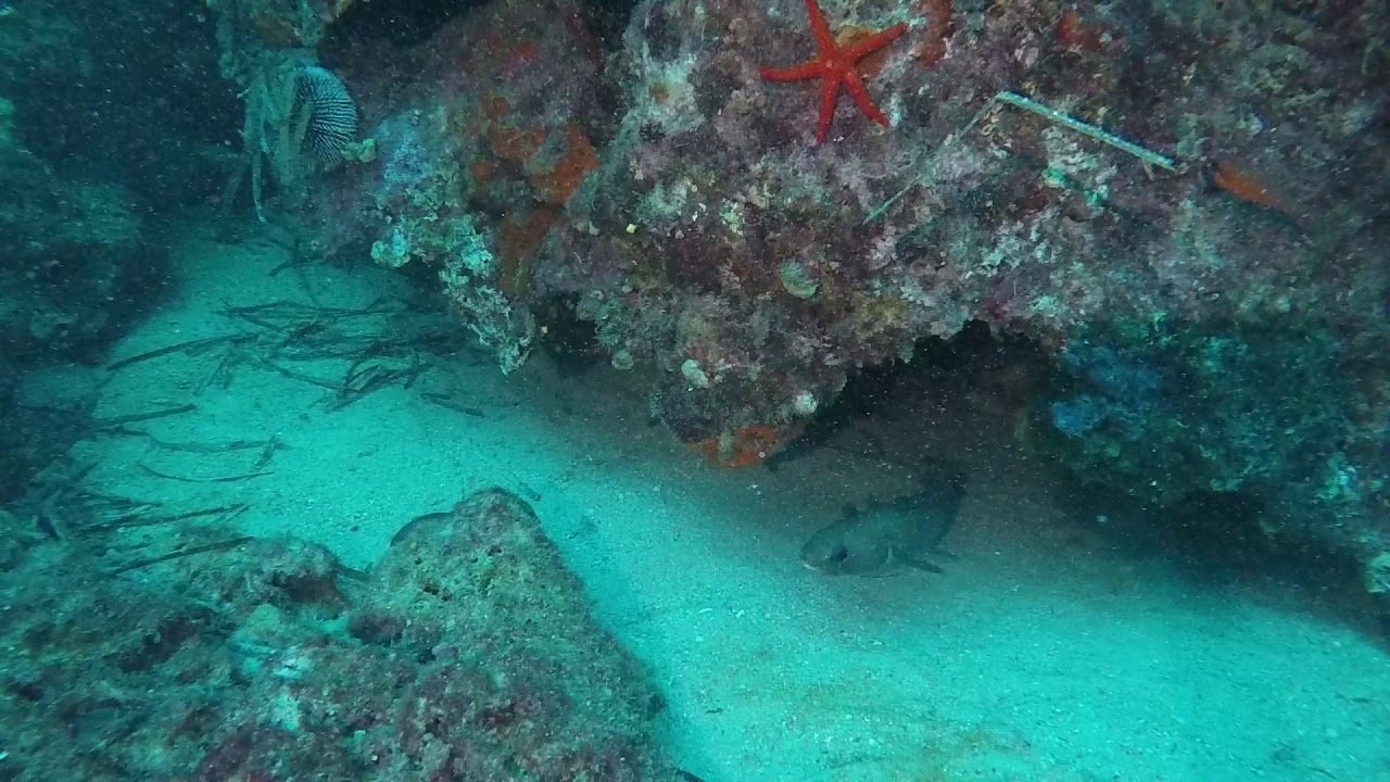 Gelincik Balığı (Gaidropsarus mediterraneus)