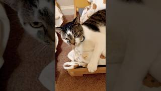 accurate description #catlife #shortvideo Net Worth