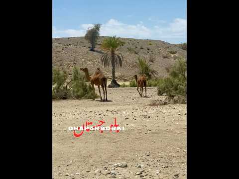 شعر بلوچی بلوچستان مرحوم کمالان هوت Explore Balochisong بلوچ ترند Music Nature Song بلوچستان 