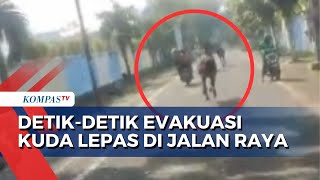 3 Kuda Lepas Berlarian ke Jalan Raya, Pemilik dan Satpol PP Segera Kejar dan Evakuasi