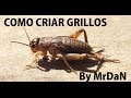 Como criar grillos | Guía rapida