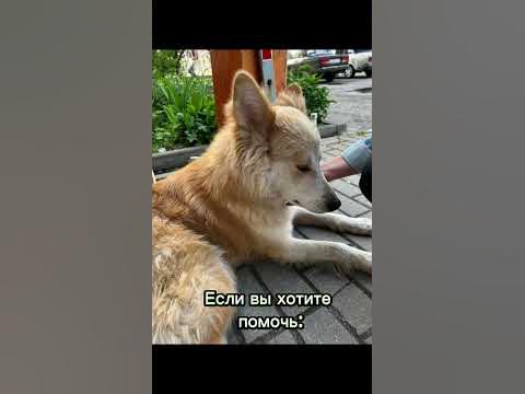 Акелла - YouTube