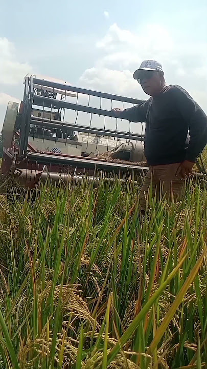 Apa arti sebutir nasi, jika bukan hasil dari tetesan keringat dan kesabaran menanti masa panen tiba